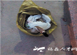 天鹅迁徙途经福鼎受伤警民及时献爱心救援
