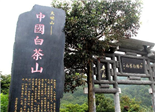 福鼎方家山村：茶叶富一方 畲村奔小康