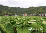 福鼎槟榔芋的产业化实践