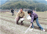 种植太子参400余亩 点头农民增收开新路