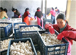 福鼎前岐成省内最大的南菇北调的集散地