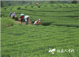 点头：向闽东白茶产业第一大镇迈进