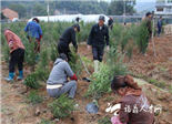 人勤春早 点头农民建起珍稀树种苗圃基地展希望